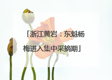 浙江黄岩：东魁杨梅进入集中采摘期