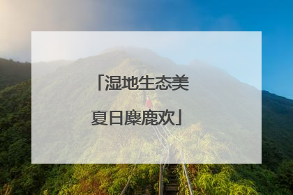 湿地生态美 夏日麋鹿欢