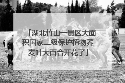湖北竹山一景区大面积国家二级保护植物荞麦叶大百合开花了