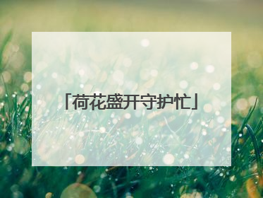 荷花盛开守护忙