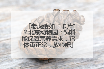 老虎瘦如“卡片”？北京动物园：饲料能保障营养需求，它体重正常，放心吧
