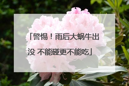 警惕！雨后大蜗牛出没 不能碰更不能吃