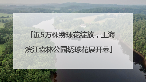 近5万株绣球花绽放，上海滨江森林公园绣球花展开幕
