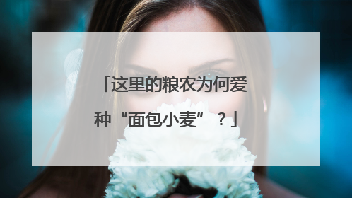 这里的粮农为何爱种“面包小麦”？