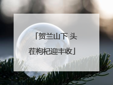 贺兰山下 头茬枸杞迎丰收