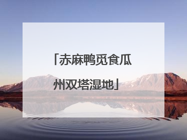 赤麻鸭觅食瓜州双塔湿地