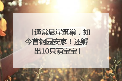 通常悬崖筑巢，如今首钢园安家！还孵出10只萌宝宝