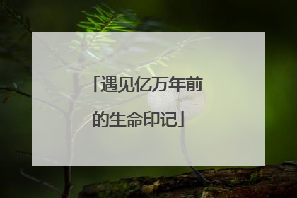 遇见亿万年前的生命印记
