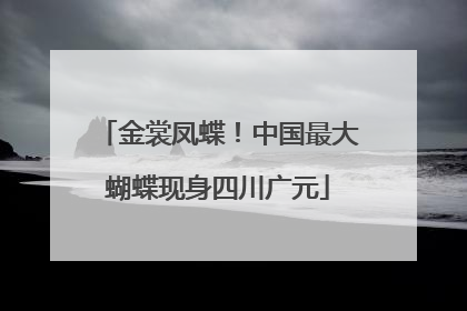 金裳凤蝶！中国最大蝴蝶现身四川广元