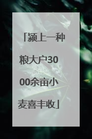 颍上一种粮大户3000余亩小麦喜丰收