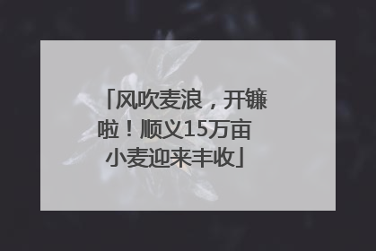 风吹麦浪，开镰啦！顺义15万亩小麦迎来丰收