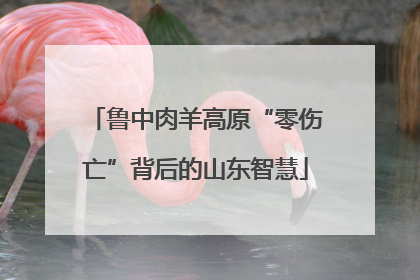鲁中肉羊高原“零伤亡”背后的山东智慧