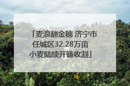麦浪翻金穗 济宁市任城区32.28万亩小麦陆续开镰收割