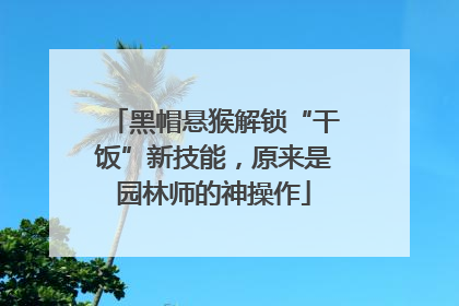 黑帽悬猴解锁“干饭”新技能，原来是园林师的神操作