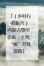 （乡村行·看振兴）内蒙古鄂尔多斯：土鸡“啄”开致富路