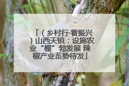 （乡村行·看振兴）山西天镇：设施农业“棚”勃发展 辣椒产业蓄势待发