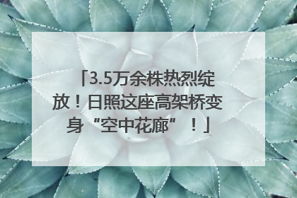 3.5万余株热烈绽放！日照这座高架桥变身“空中花廊”！