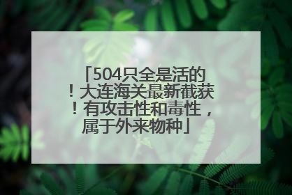 504只全是活的！大连海关最新截获！有攻击性和毒性，属于外来物种
